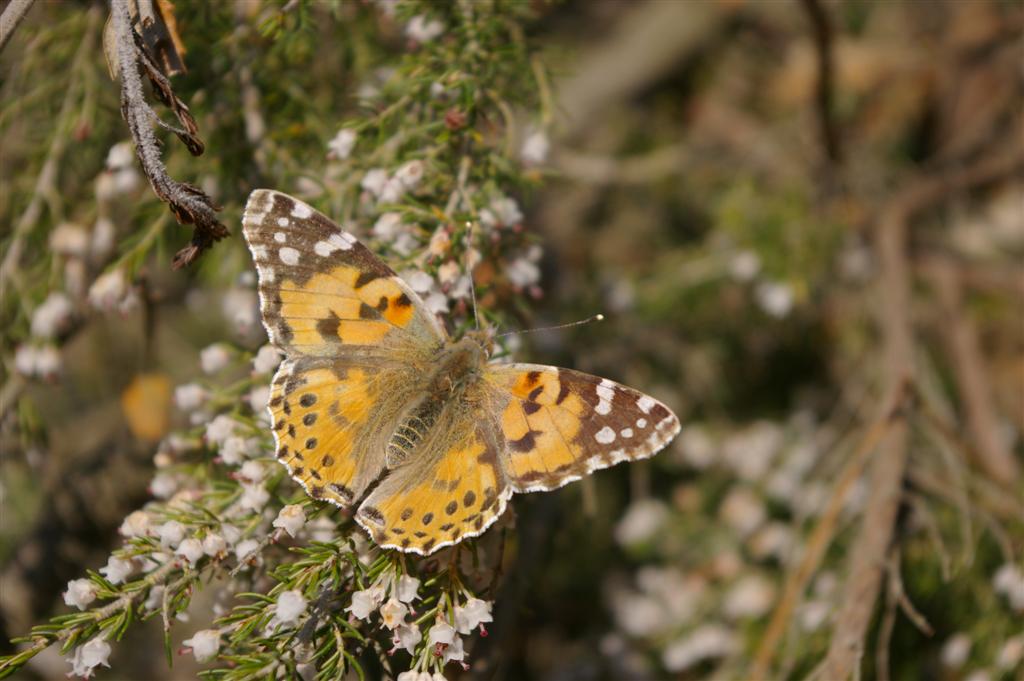 Vanessa cardui